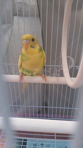 保護鳥の写真