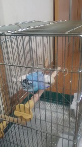 保護鳥の写真