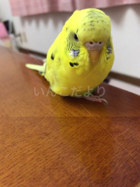 迷い鳥の写真