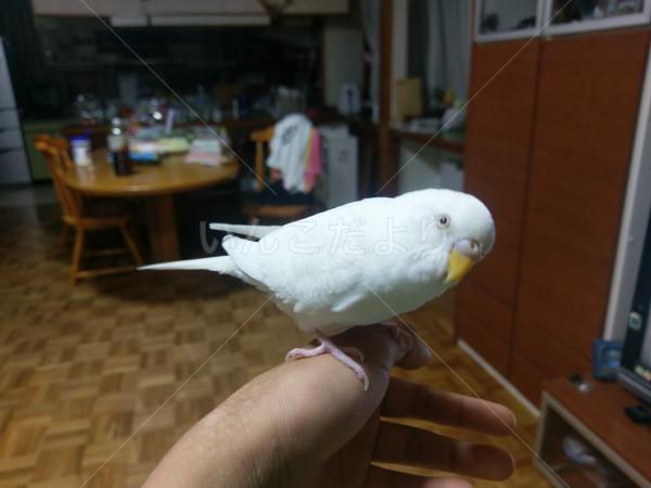 迷い鳥の写真