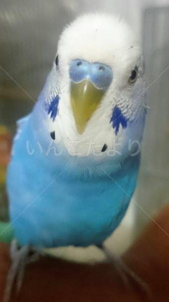保護鳥の写真