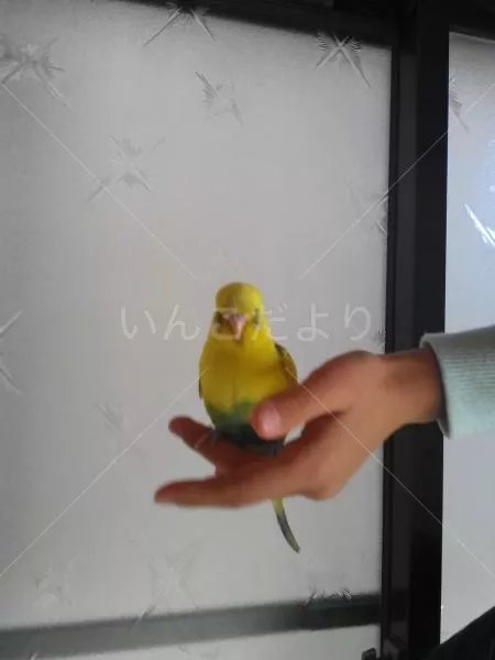 保護鳥の写真
