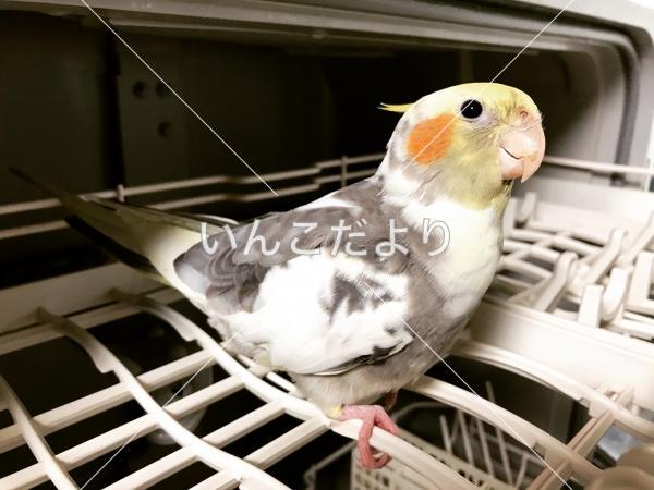 迷い鳥の写真