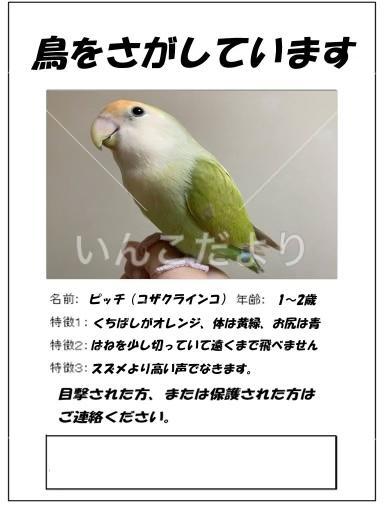 迷い鳥の写真