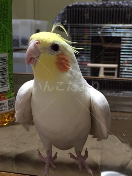迷い鳥の写真