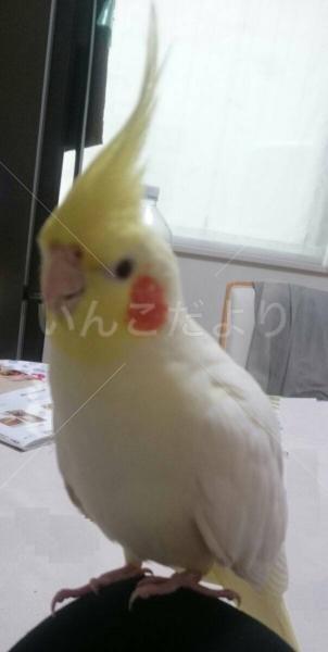 迷い鳥の写真
