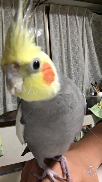 迷い鳥の写真
