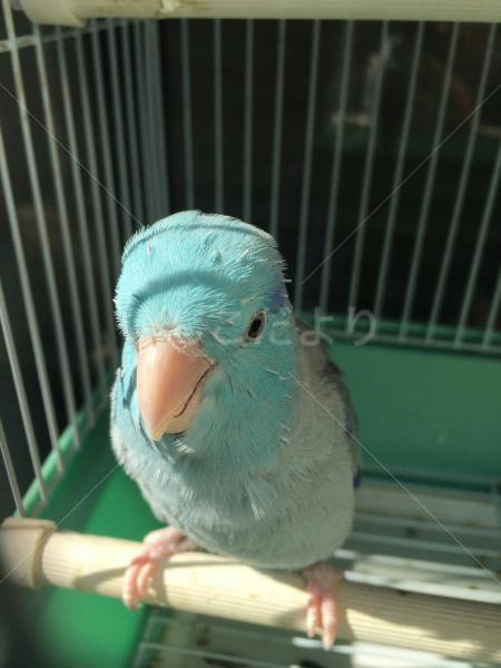 迷い鳥の写真
