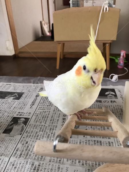 迷い鳥の写真
