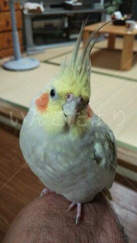 迷い鳥の写真