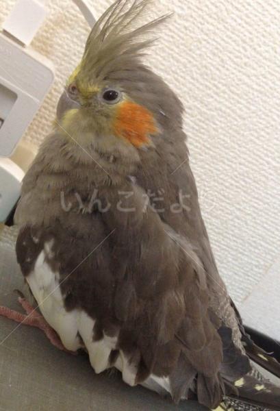 迷い鳥の写真