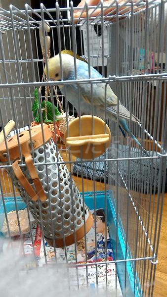 保護鳥の写真