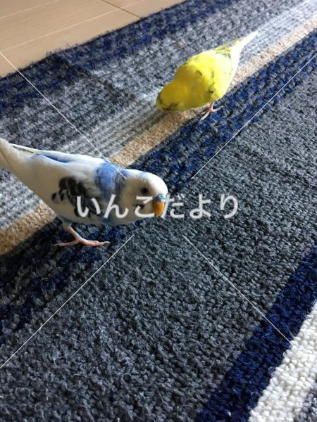 迷い鳥の写真