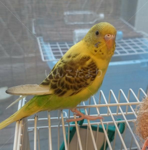 迷い鳥の写真