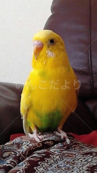 迷い鳥の写真