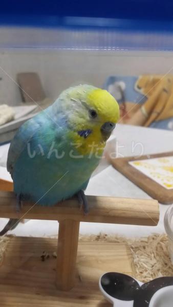 保護鳥の写真