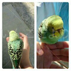 保護鳥の写真