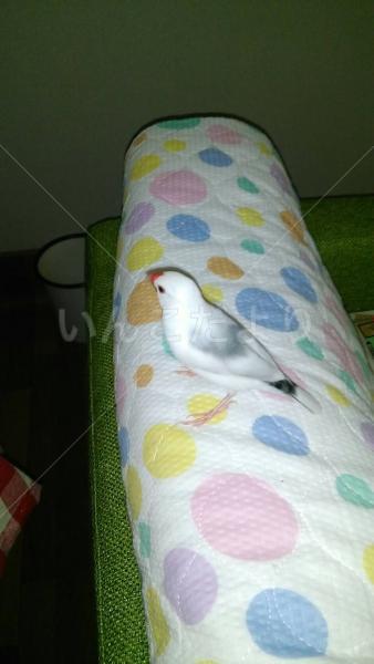 迷い鳥の写真