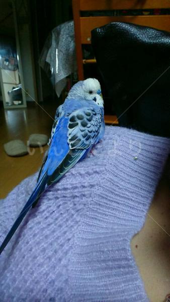 迷い鳥の写真