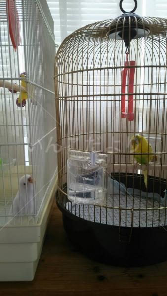 保護鳥の写真