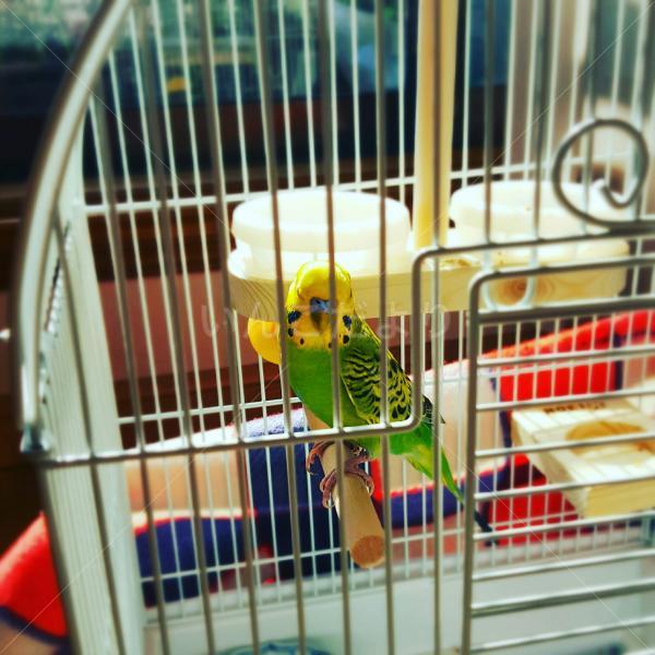 保護鳥の写真