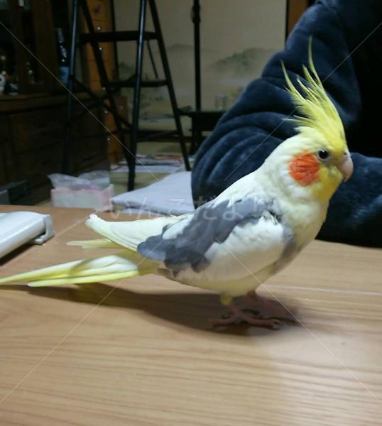 迷い鳥の写真