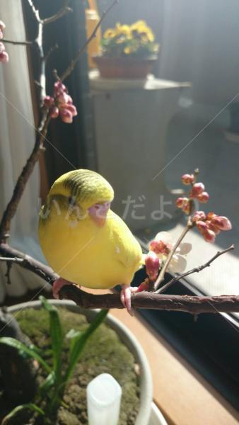 迷い鳥の写真