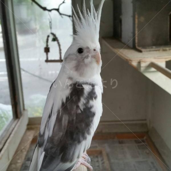 迷い鳥の写真