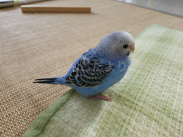 迷い鳥の写真