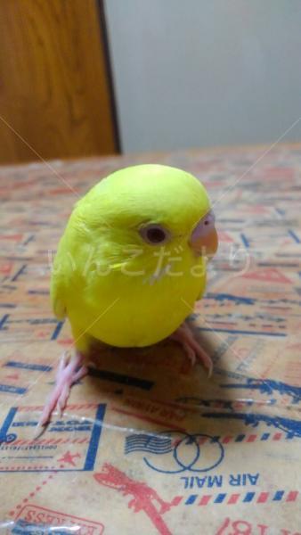 迷い鳥の写真
