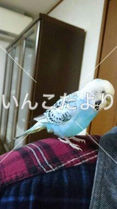 迷い鳥の写真