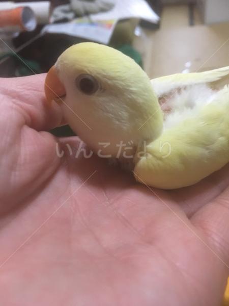 迷い鳥の写真