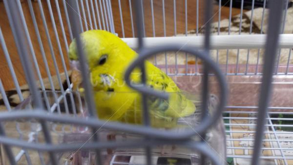 保護鳥の写真