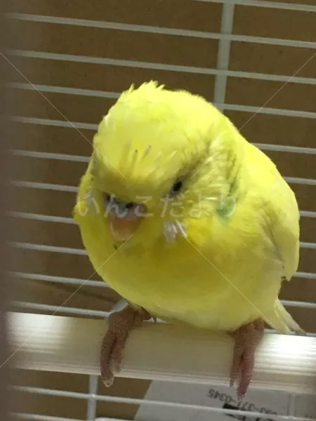 保護鳥の写真