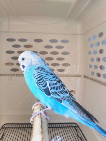 保護鳥の写真