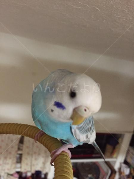 迷い鳥の写真