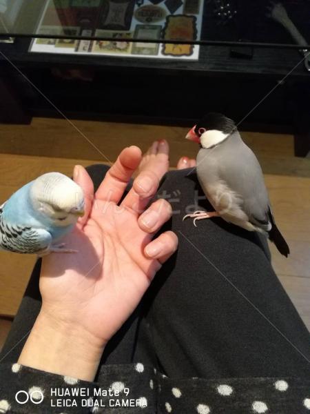 迷い鳥の写真