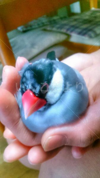 迷い鳥の写真