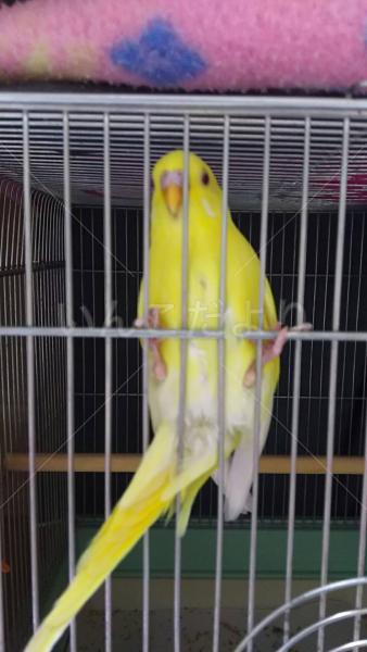 保護鳥の写真