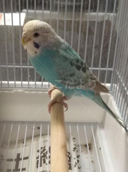 保護鳥の写真