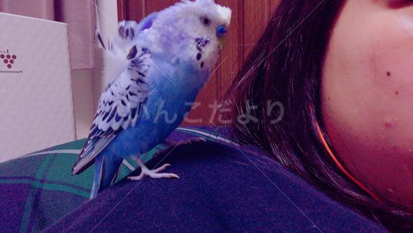 迷い鳥の写真