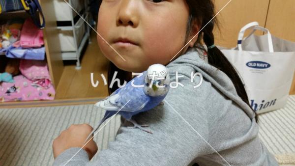 迷い鳥の写真