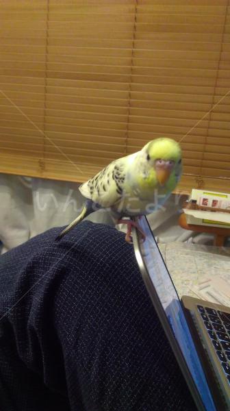 保護鳥の写真