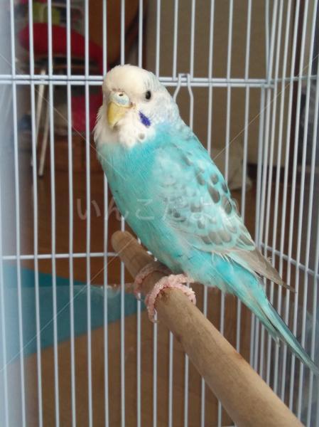 保護鳥の写真