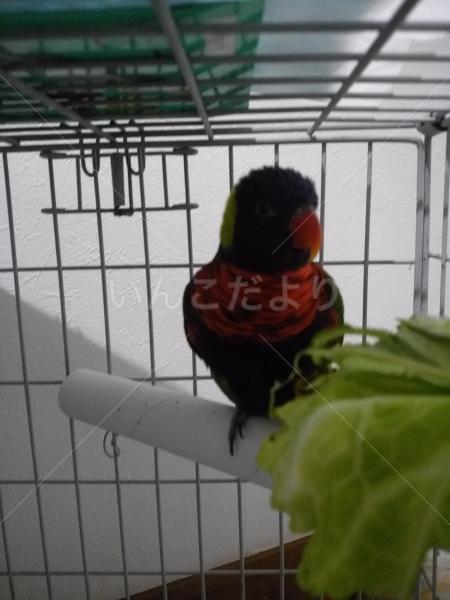 保護鳥の写真