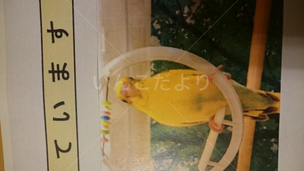 迷い鳥の写真
