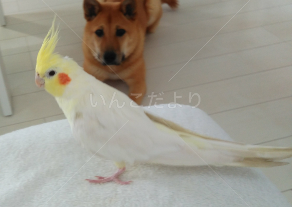 迷い鳥の写真
