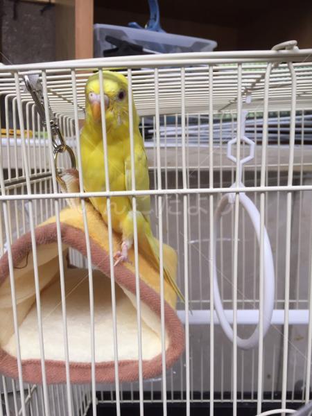 保護鳥の写真