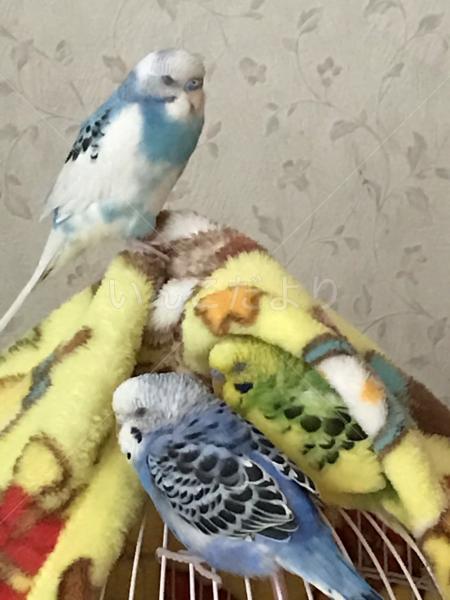 迷い鳥の写真