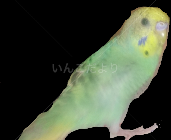 迷い鳥の写真